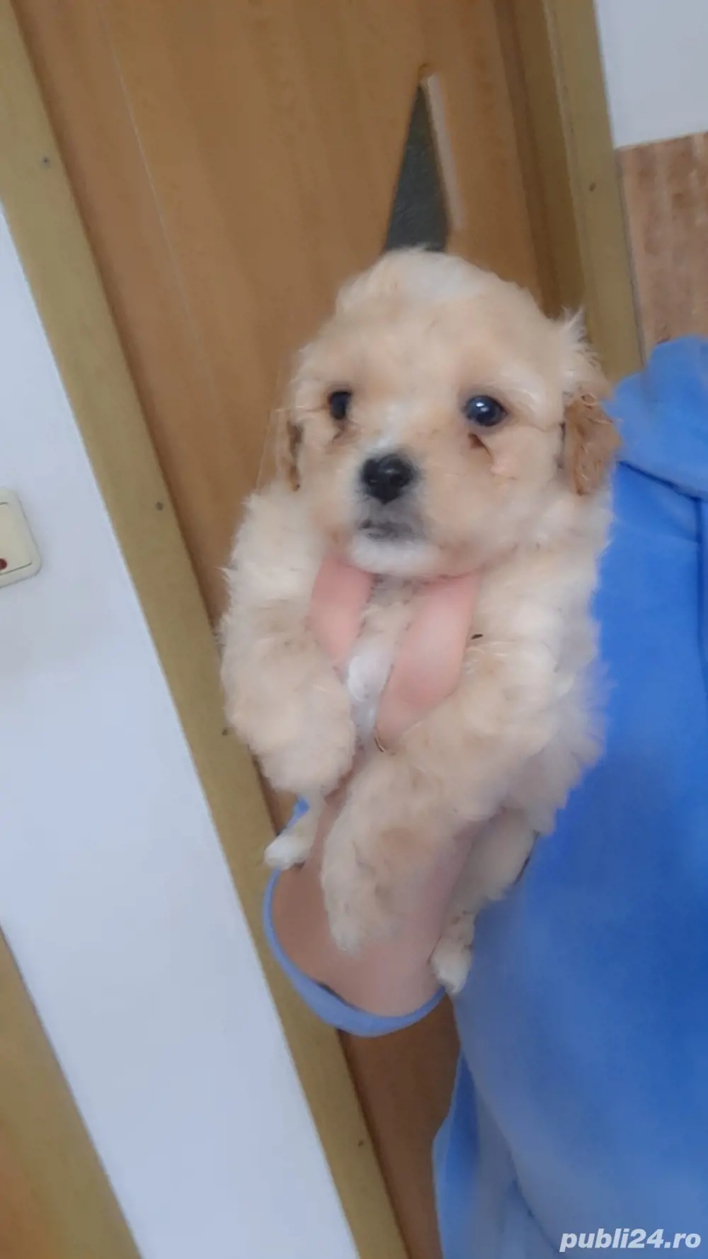 vând caței talie mică Shih Tzu 