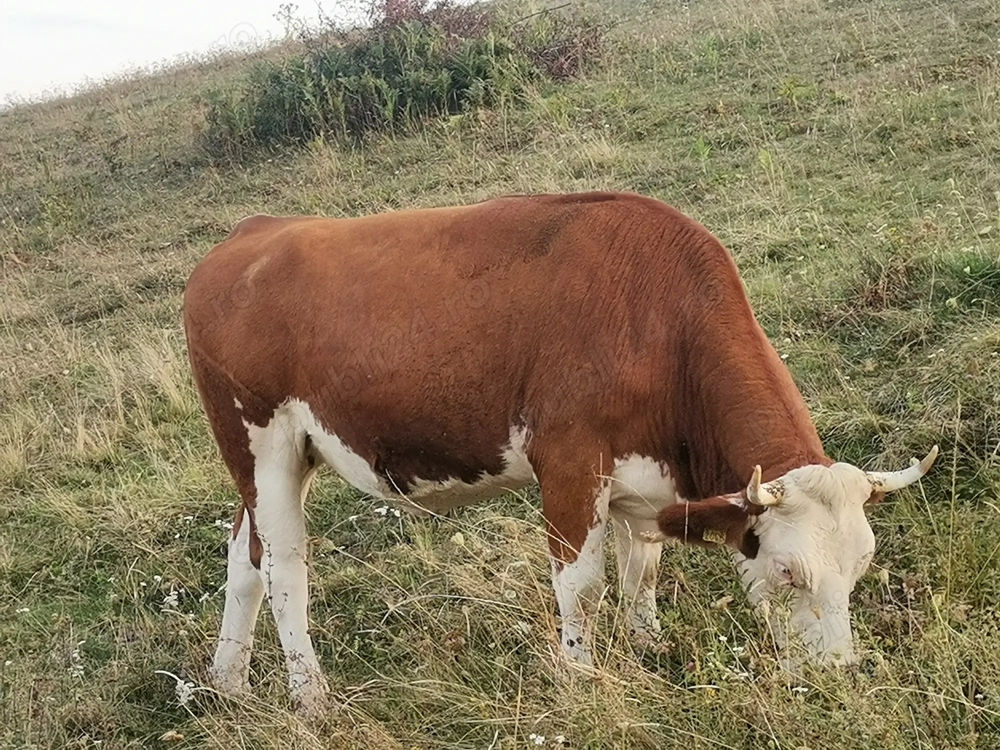 Juninci și tăuraș de vânzare