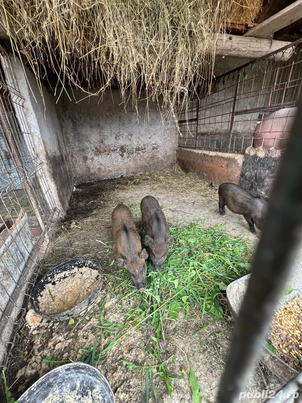 de vanzare purcei metis vietnamezi cu mangalita