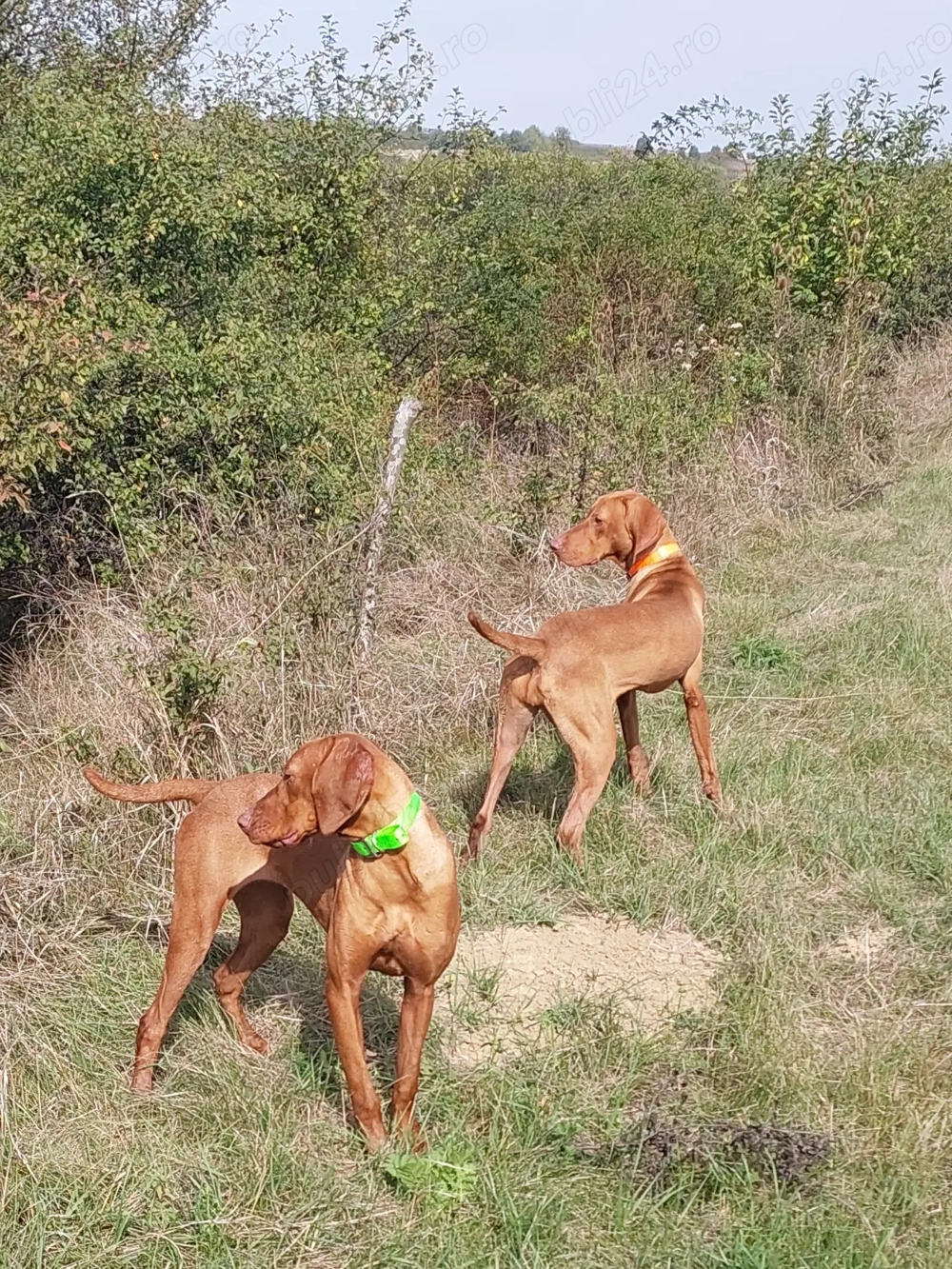 Vizsla maghiara
