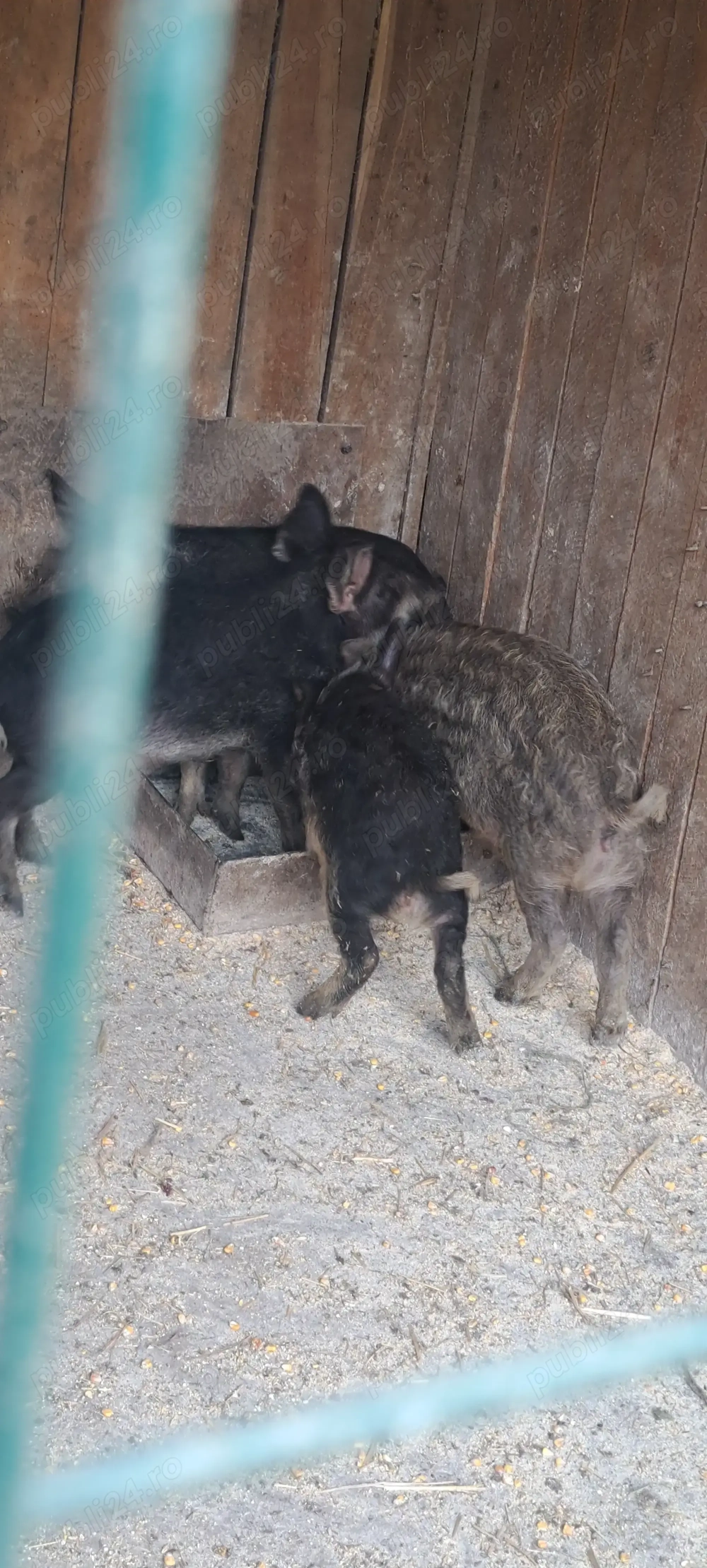 Vând porci mangalita