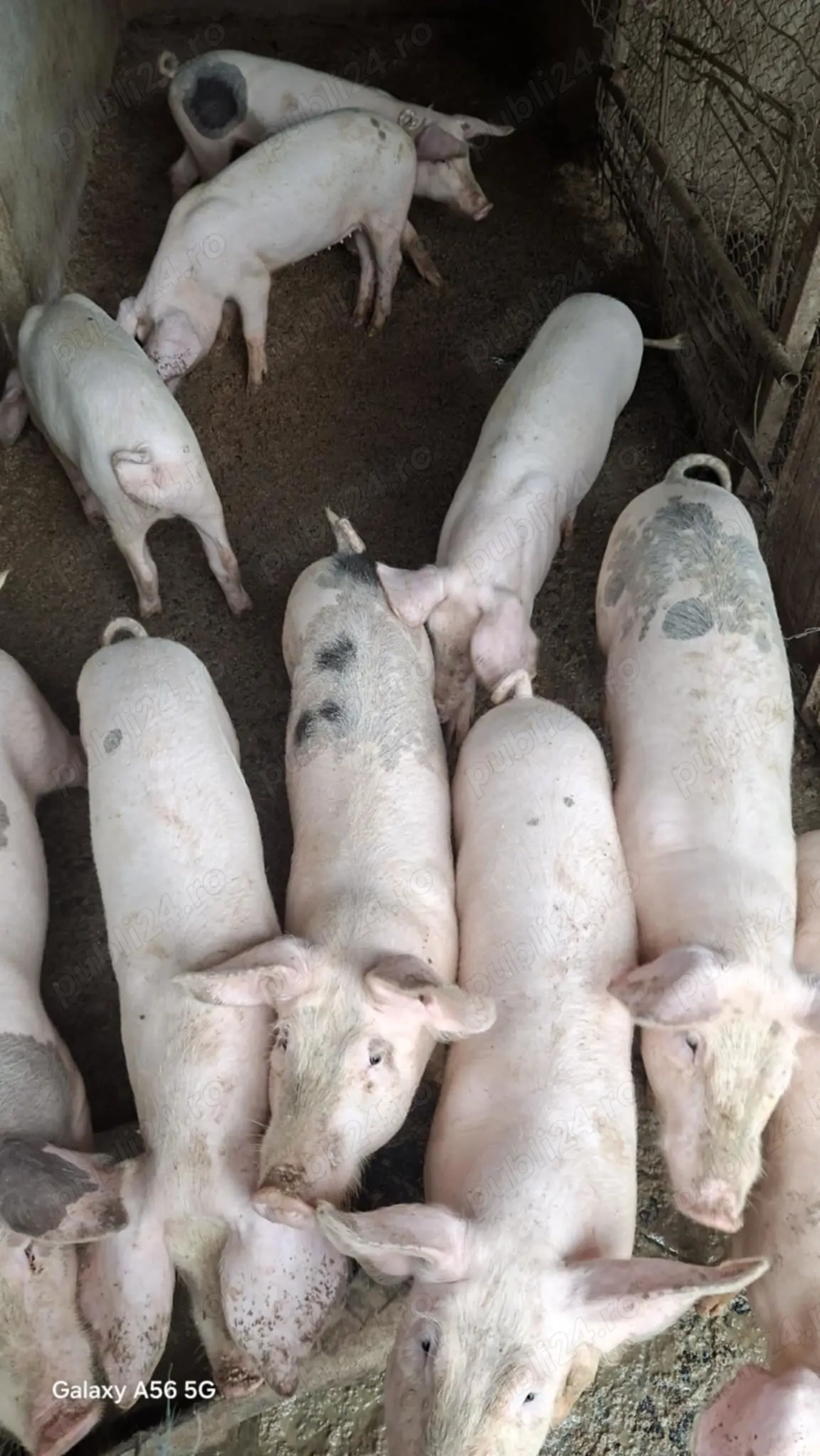 Grăsuni de vânzare 