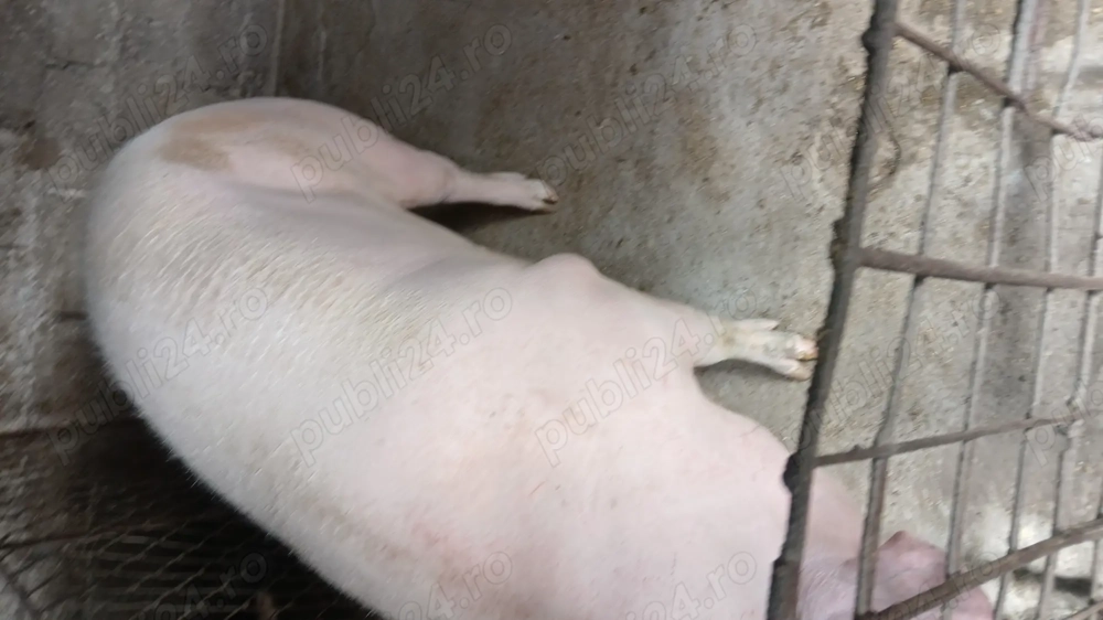 Vând porc marele alb