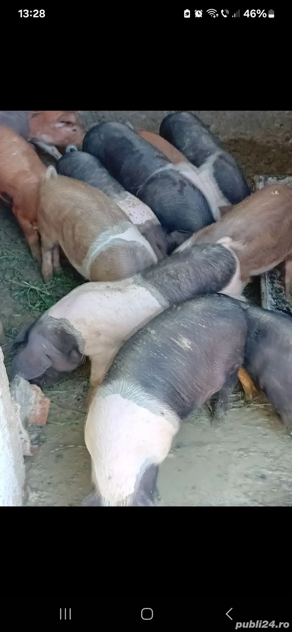 vand Soldani  vand Soldani