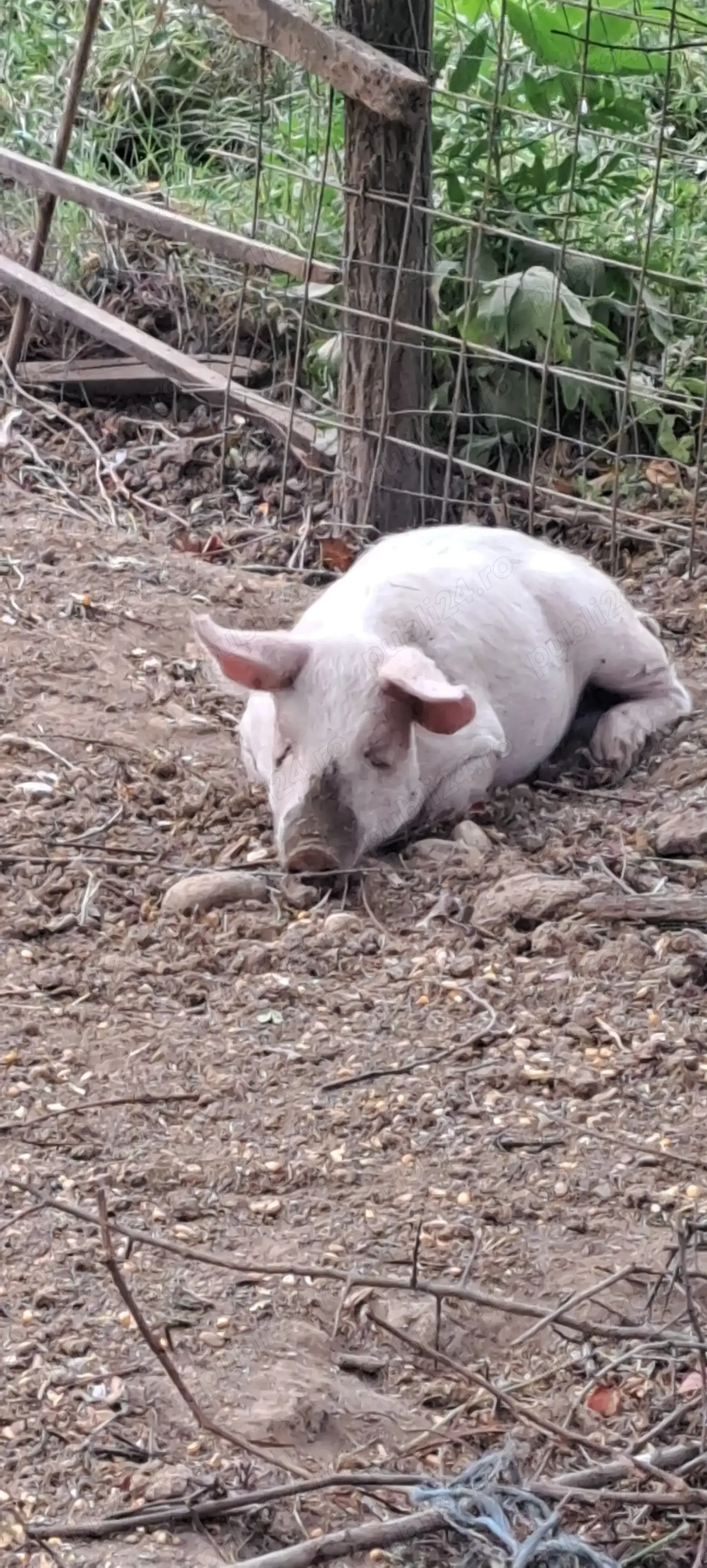 Vând porci magalita cu landras Vând porci magalita cu landras