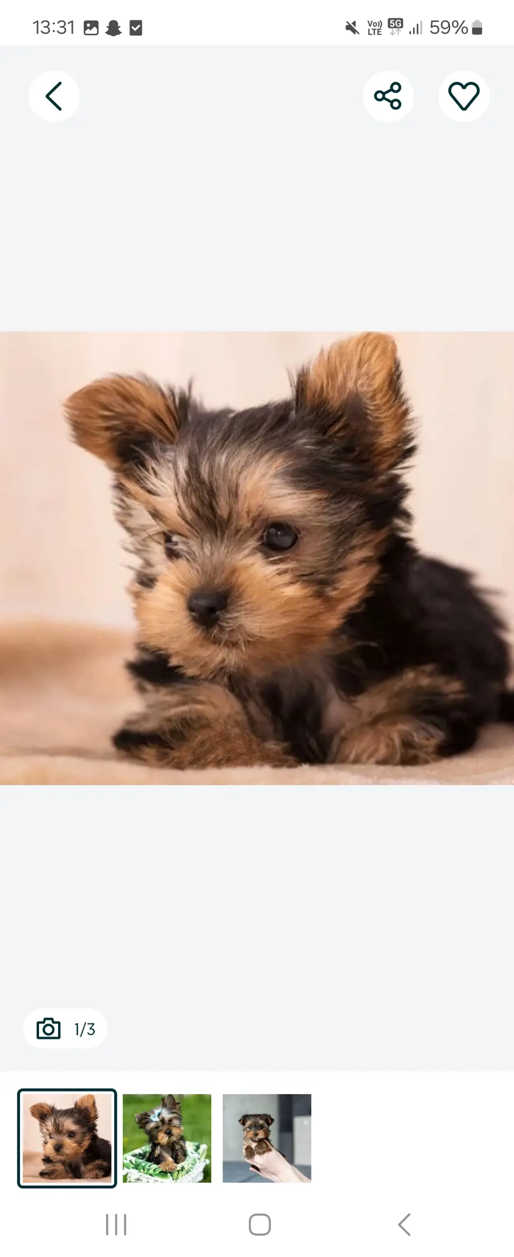 Yorkshire de vanzare  Yorkshire de vanzare