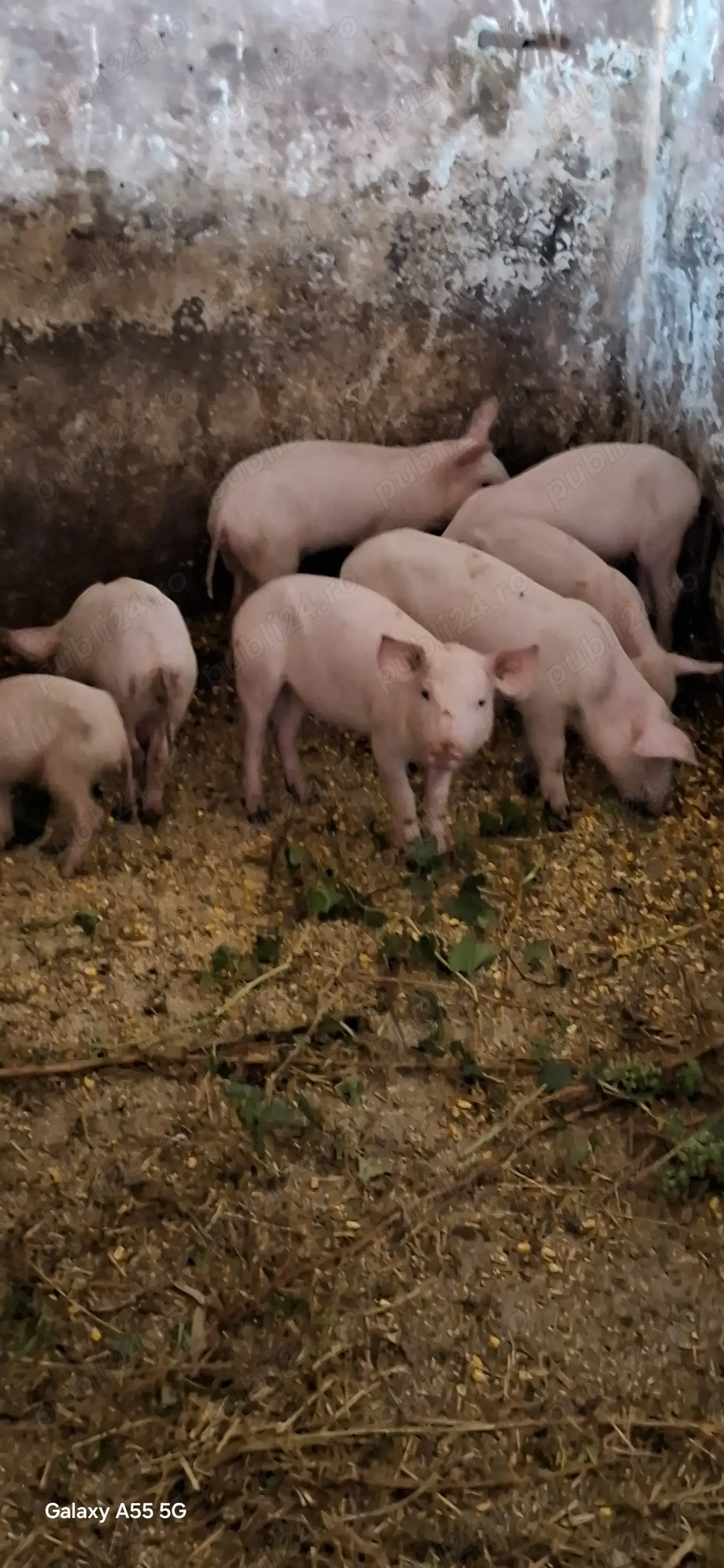 Purcei de vanzare Purcei de vanzare