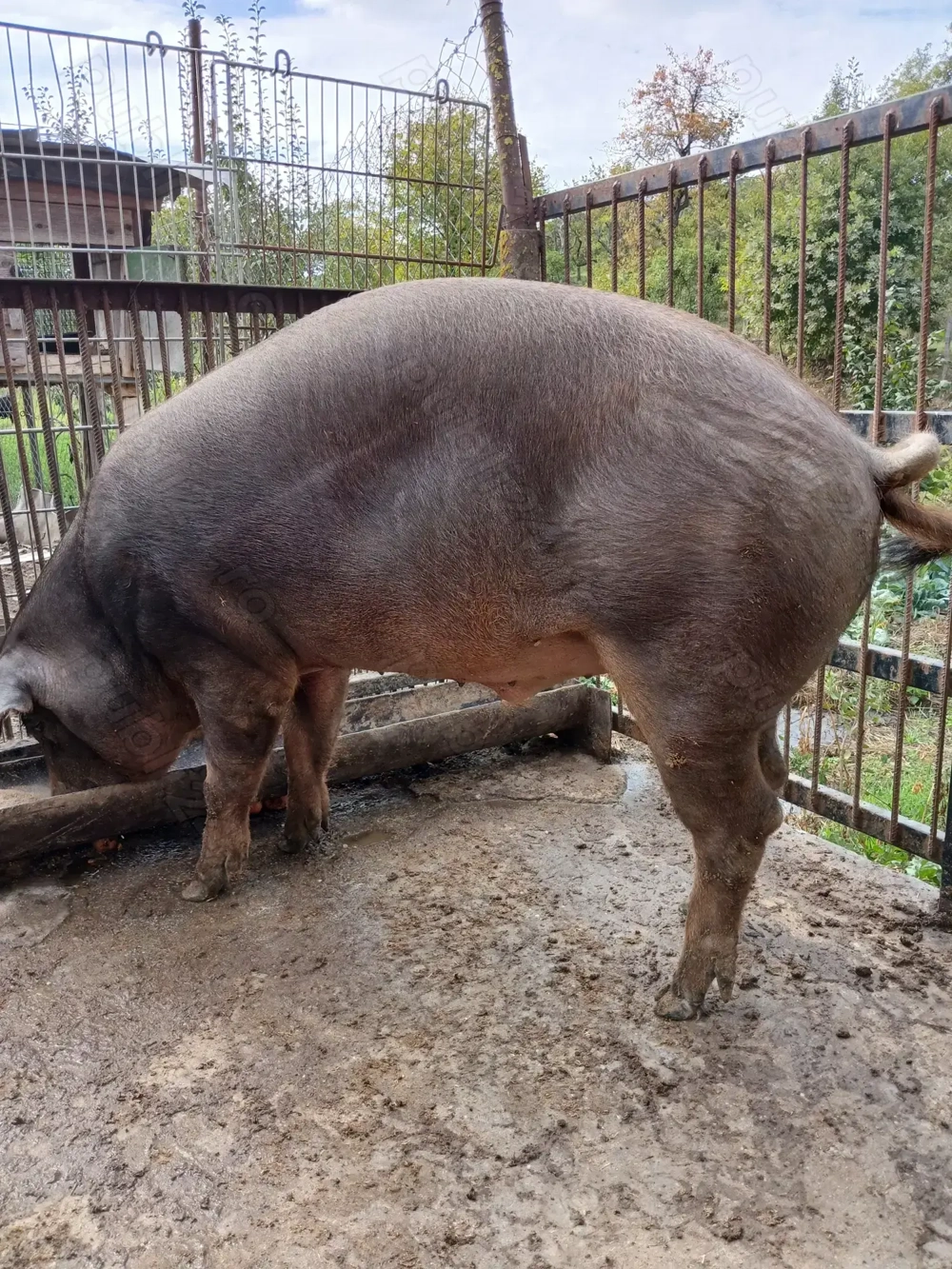 Vând porc duroc greutate aproximativ 260 kg
