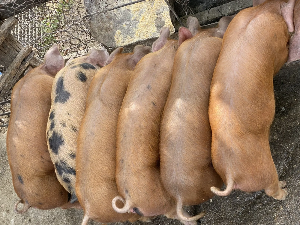 Vand purcei Duroc, 6 săptămâni, 550 lei, Tismana Gorj Vand purcei Duroc, 6 săptămâni, 550 lei, Tismana Gorj