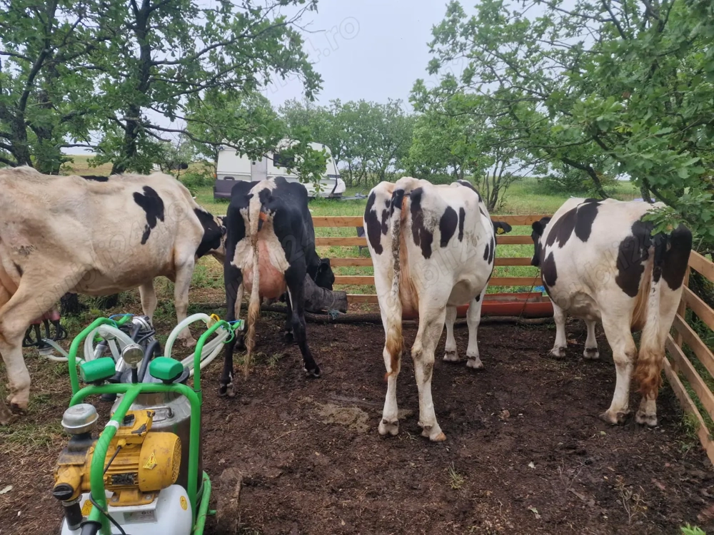 Vând vaci de rasa Holstein