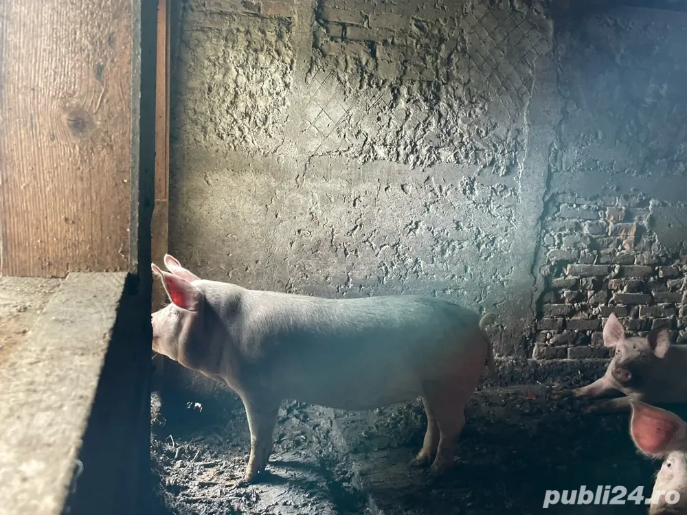 purcei 80-120 de kg purcei 80-120 de kg