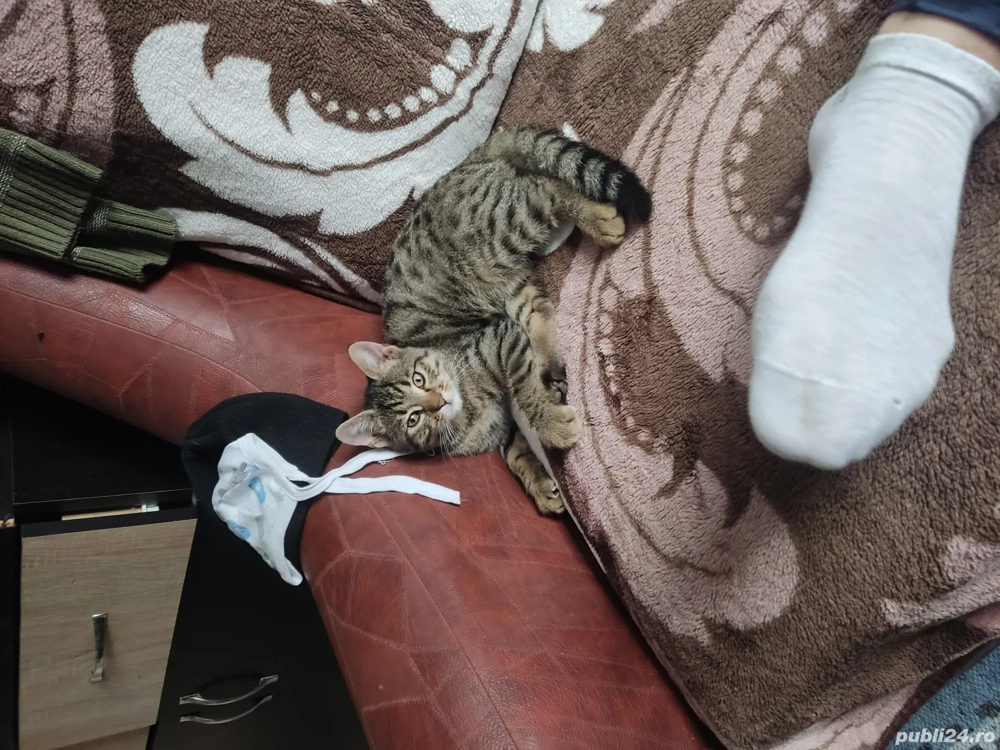 De vanzare shotish blue De vanzare shotish blue