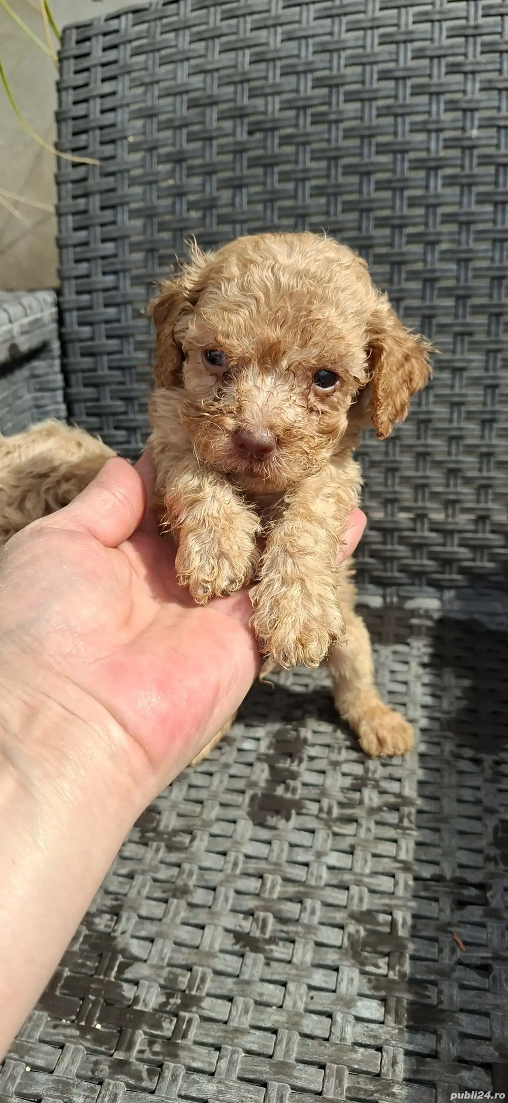 Pudel toy cu ochii verzi