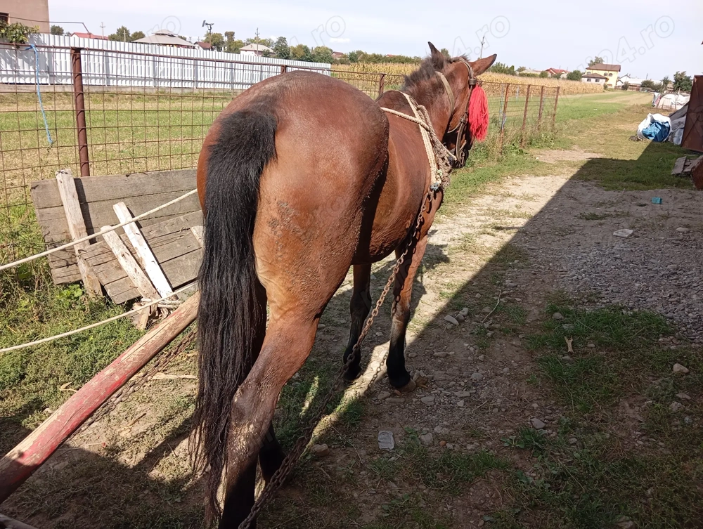 Iapa de 8 ani cuminte 