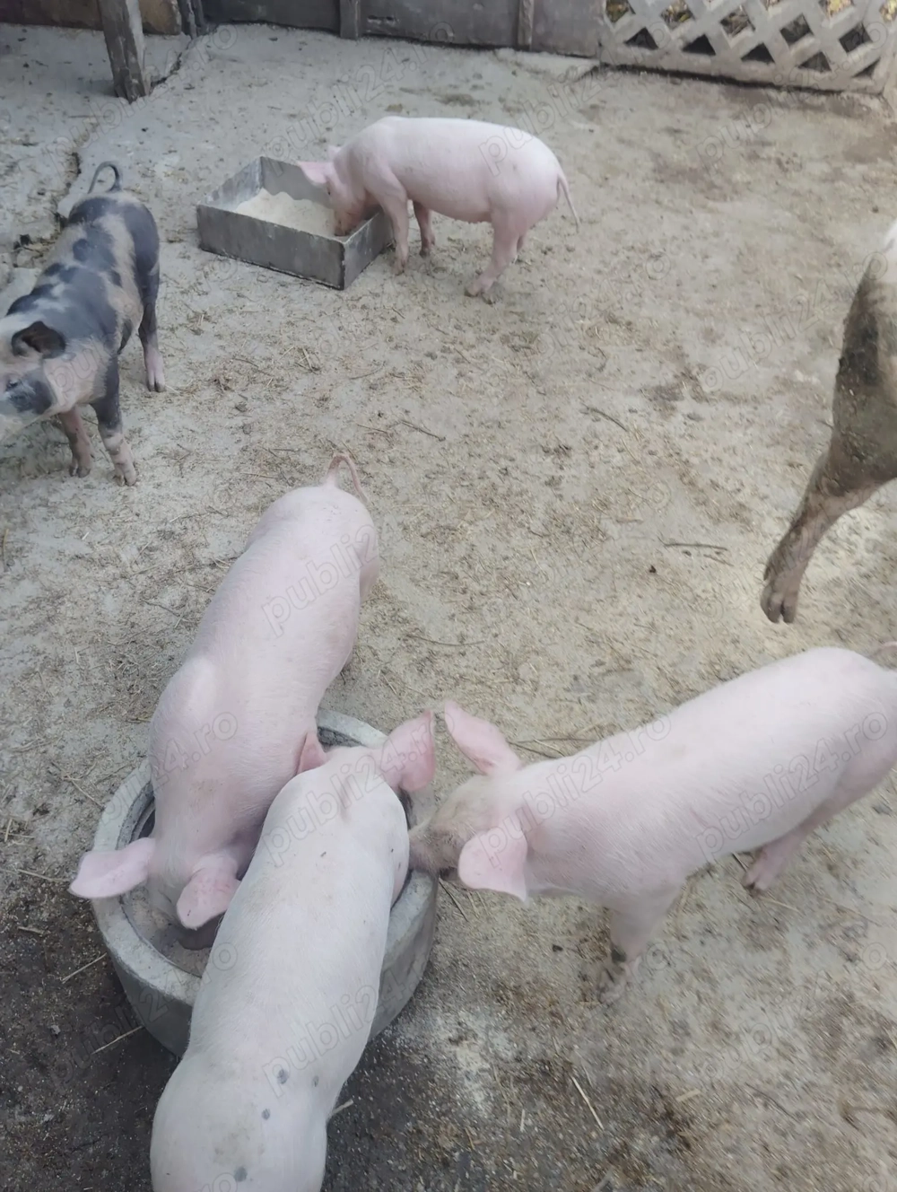 Vand purcei intarcati au 2 luni !