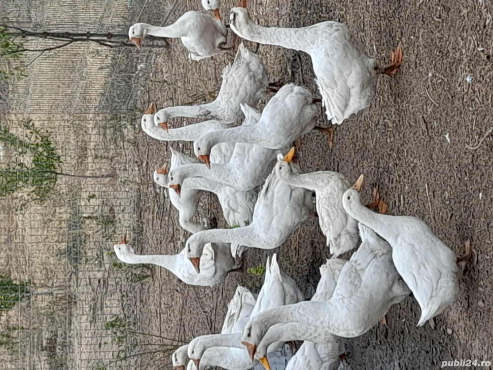 Vând Gâște  Vând Gâște