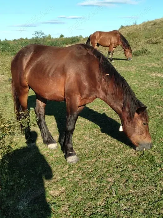 Vând 3 harmasar 4 ani 2ani 1 an jumate foarte cuminți. Mai multe detalii la telefon   zero 74trei633