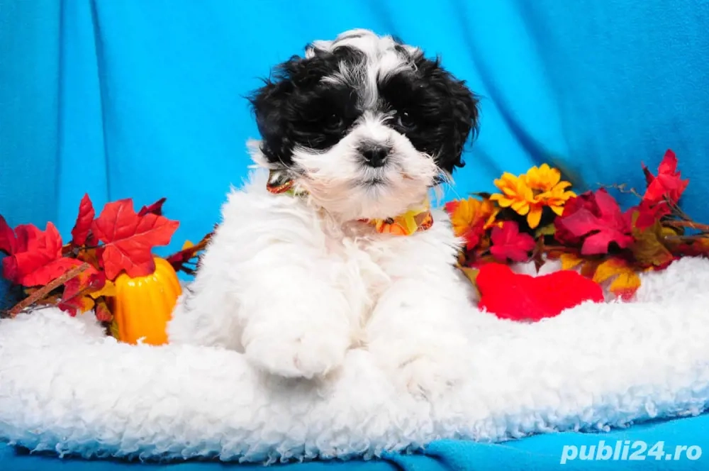 puiut shitzu 2 luni