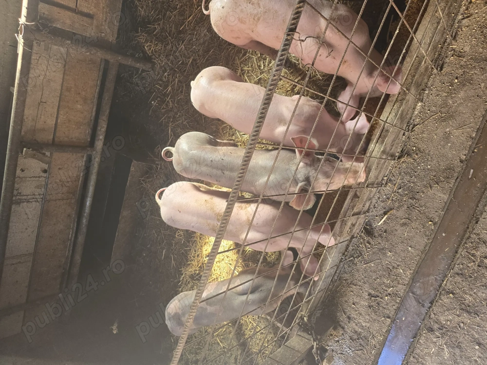 Vând purcei rasa pietran 