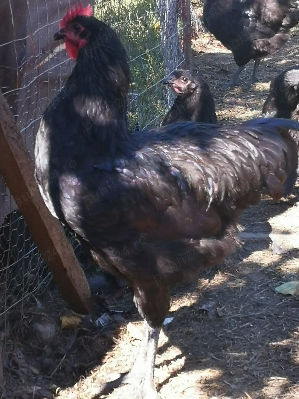 Vând Cocoși rasa Australorp. Vând Cocoși rasa Australorp.