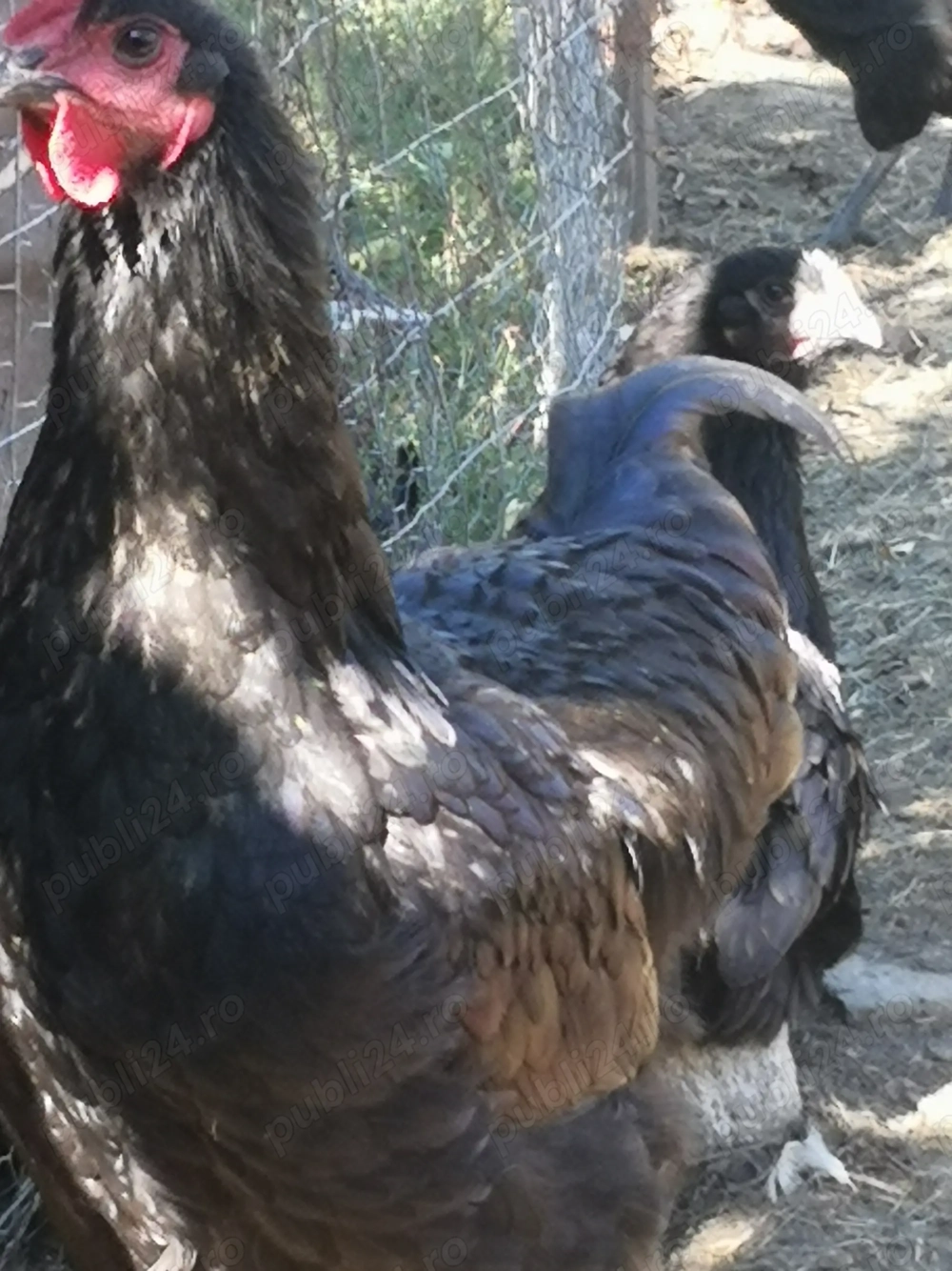 Vând Cocoși rasa Australorp. 