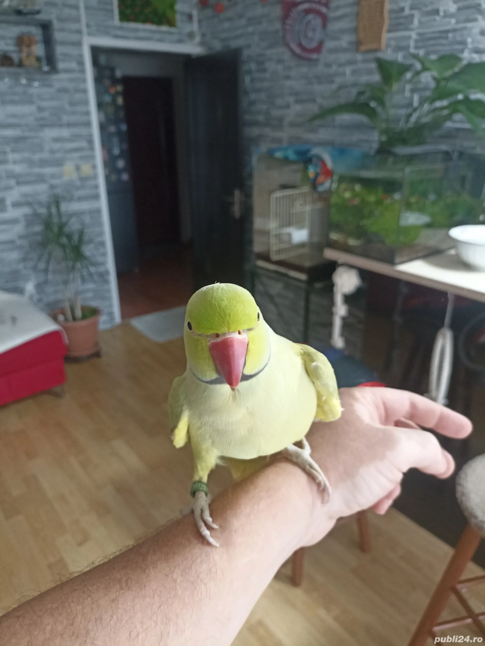 de vanzare de vanzare