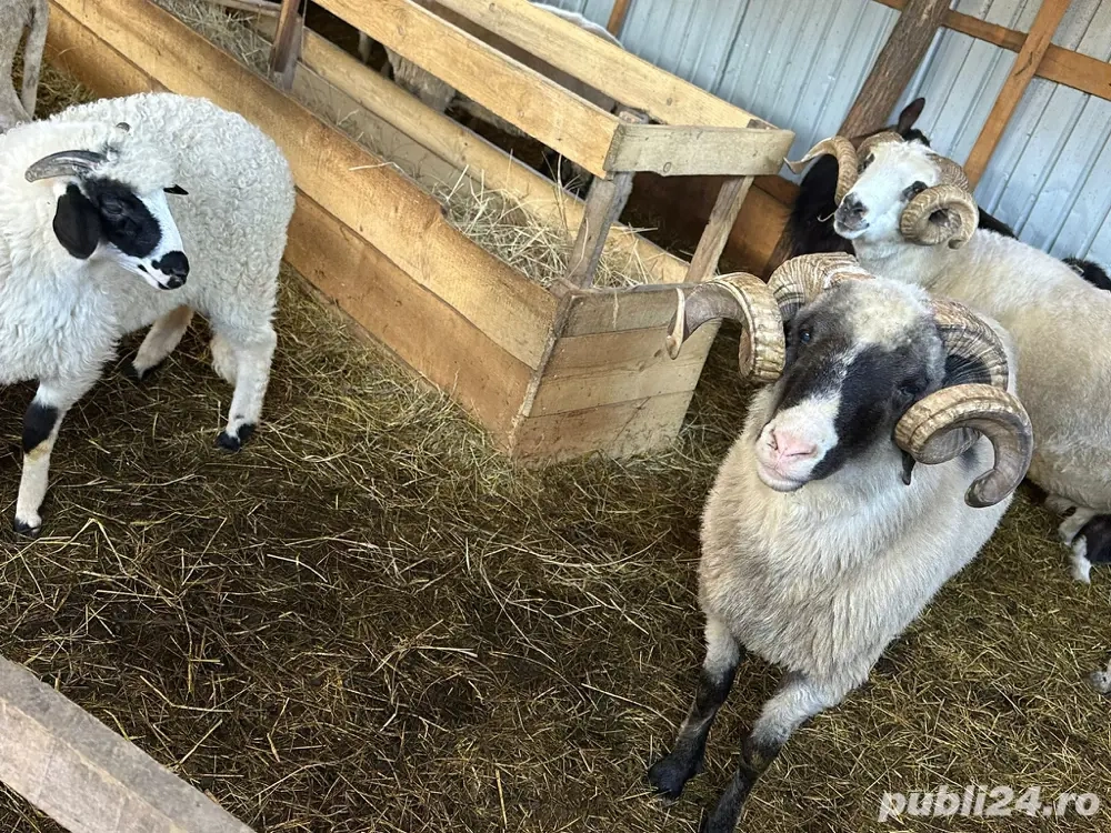 Vand berbec brez Vand berbec brez