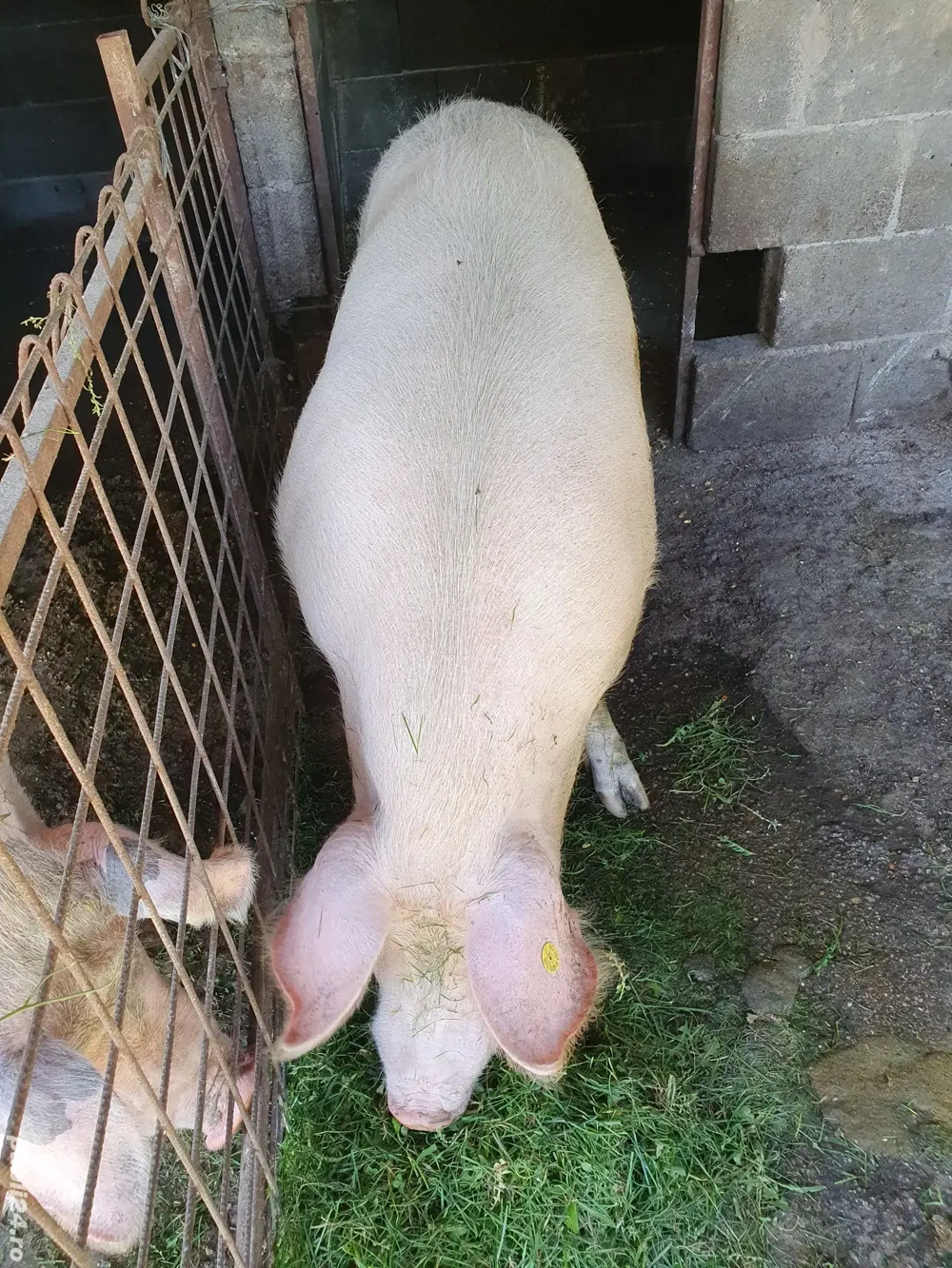 porc de vânzare  porc de vânzare
