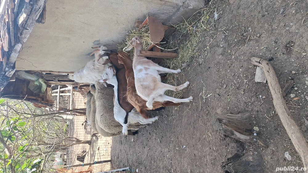 se vand animale si pasari de curte