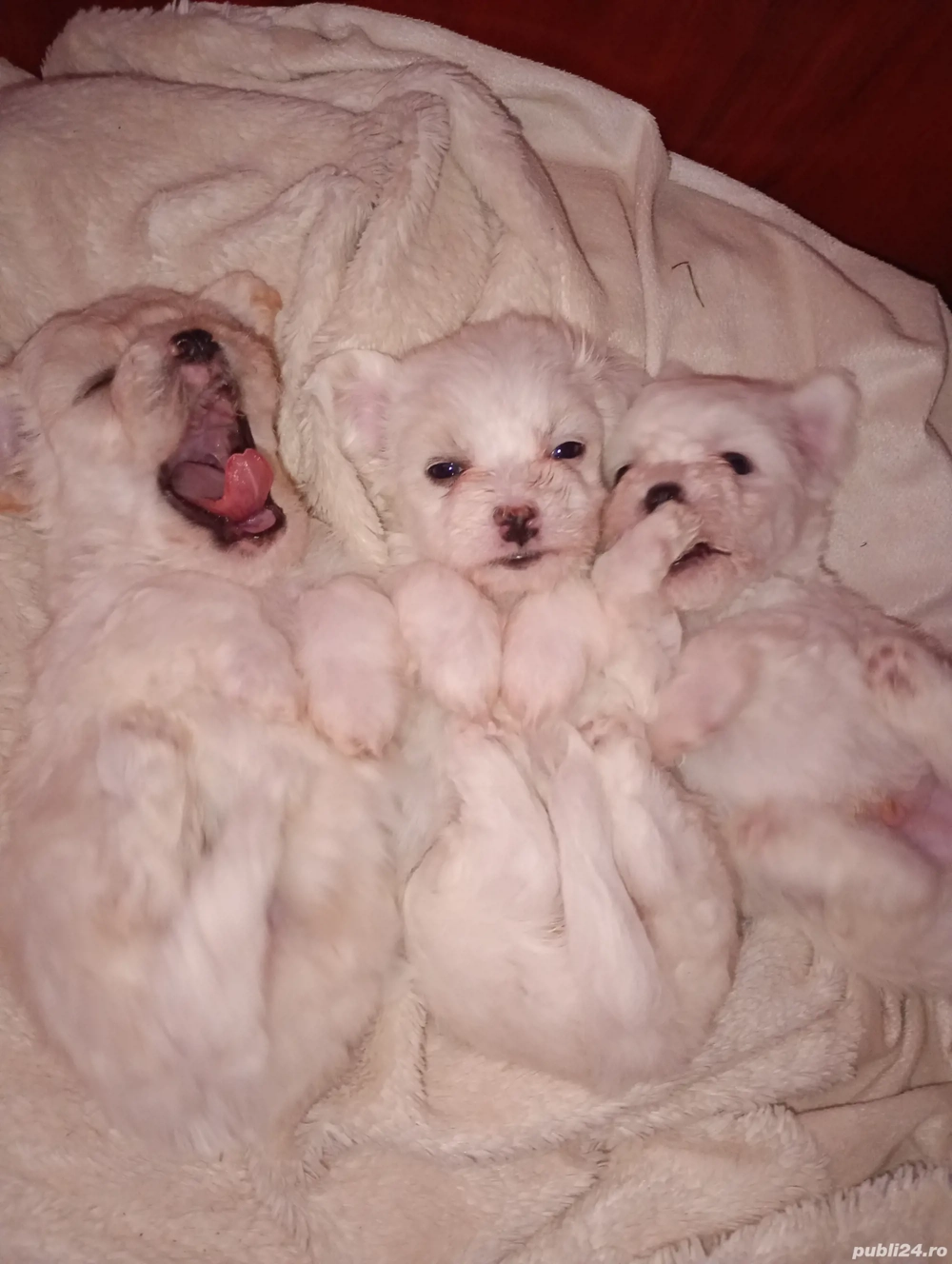 bishon maltez bishon maltez