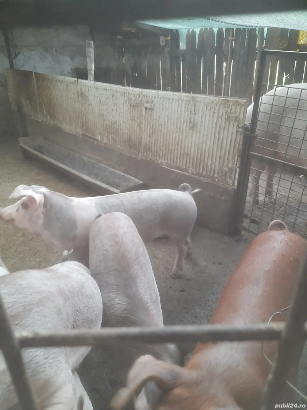 vind purcei vind purcei