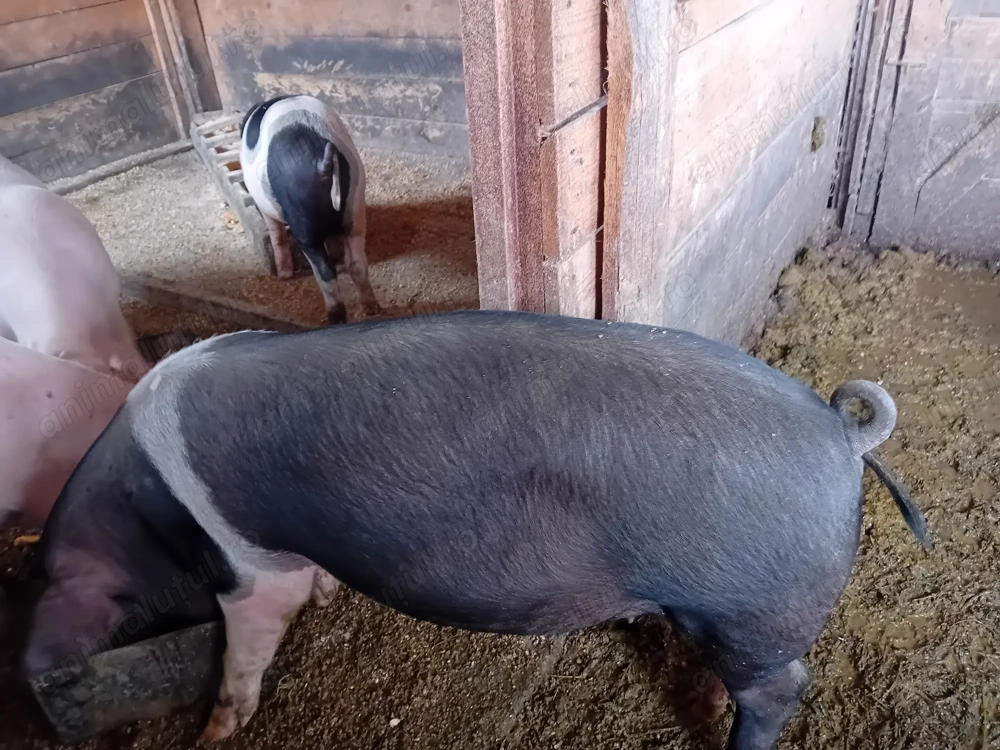 Vier de vanzare Vier de vanzare