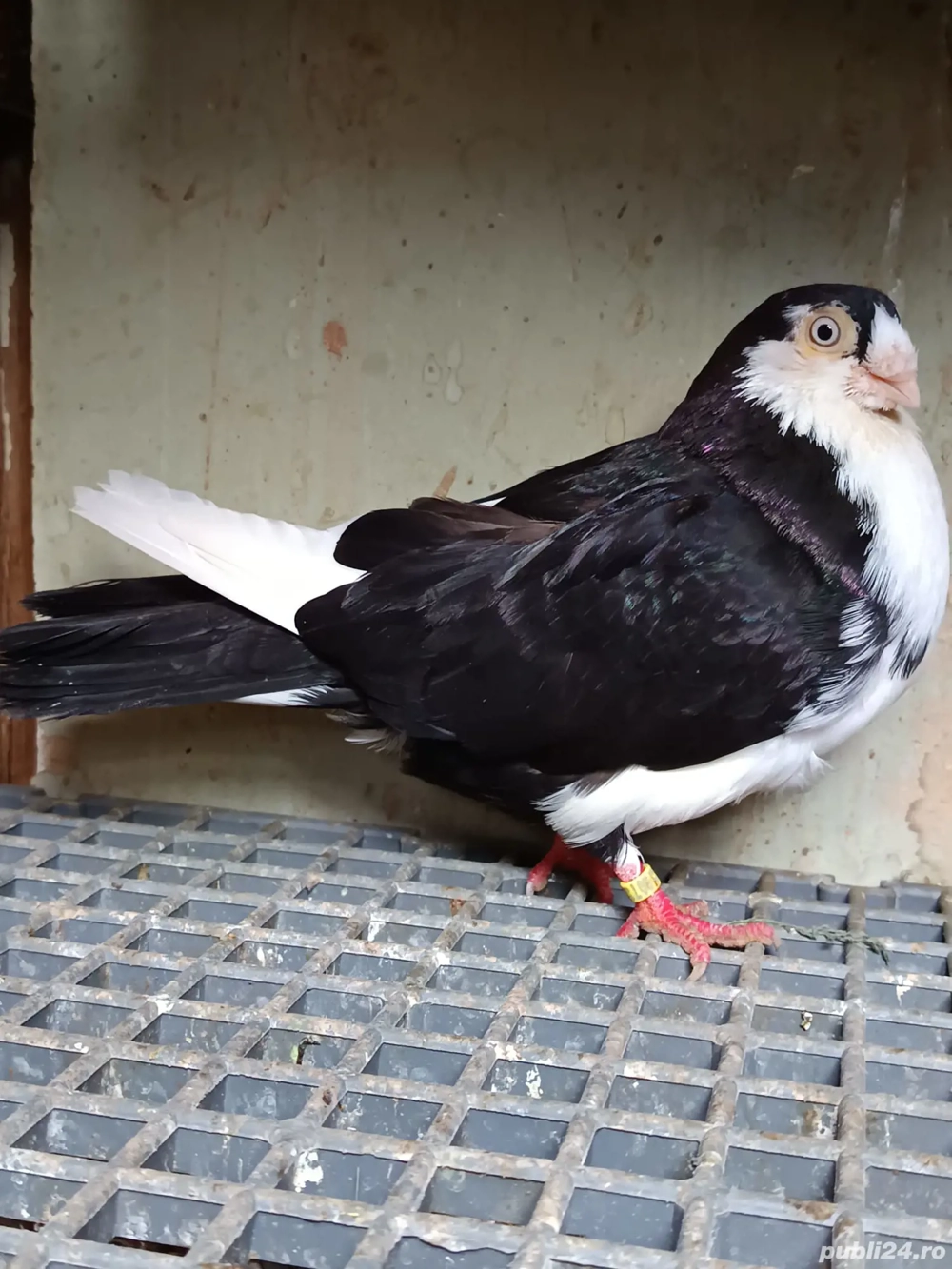 porumbei Jucatori de Galati