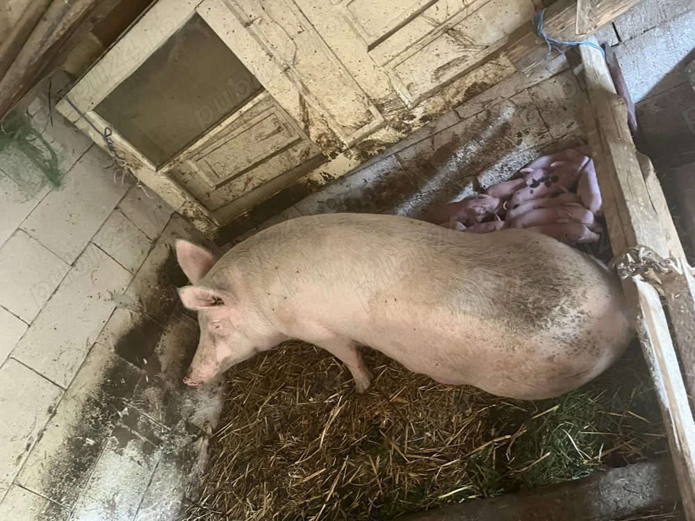 Vând scroafă cu purcei