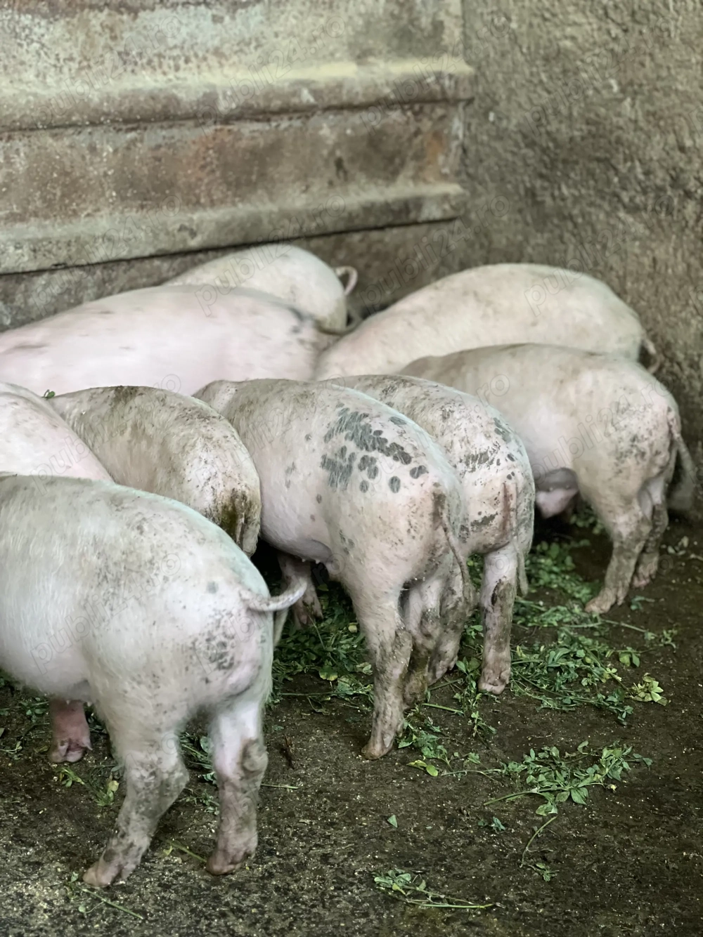 Purcei de vânzare 7 săptămâni!