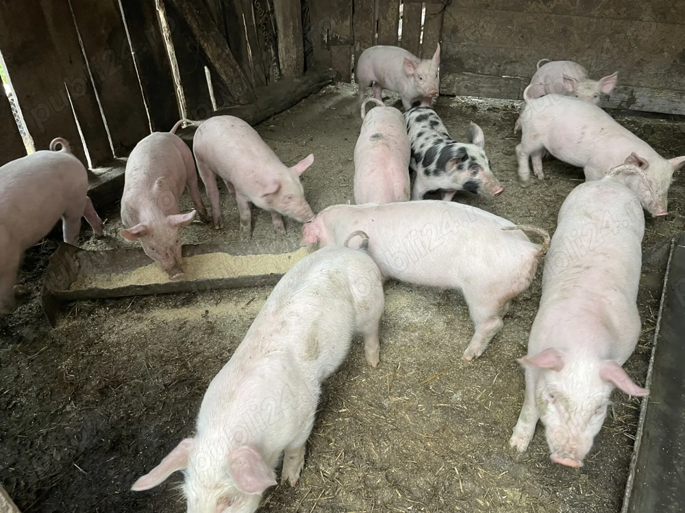 De vânzare 11 purcei  De vânzare 11 purcei