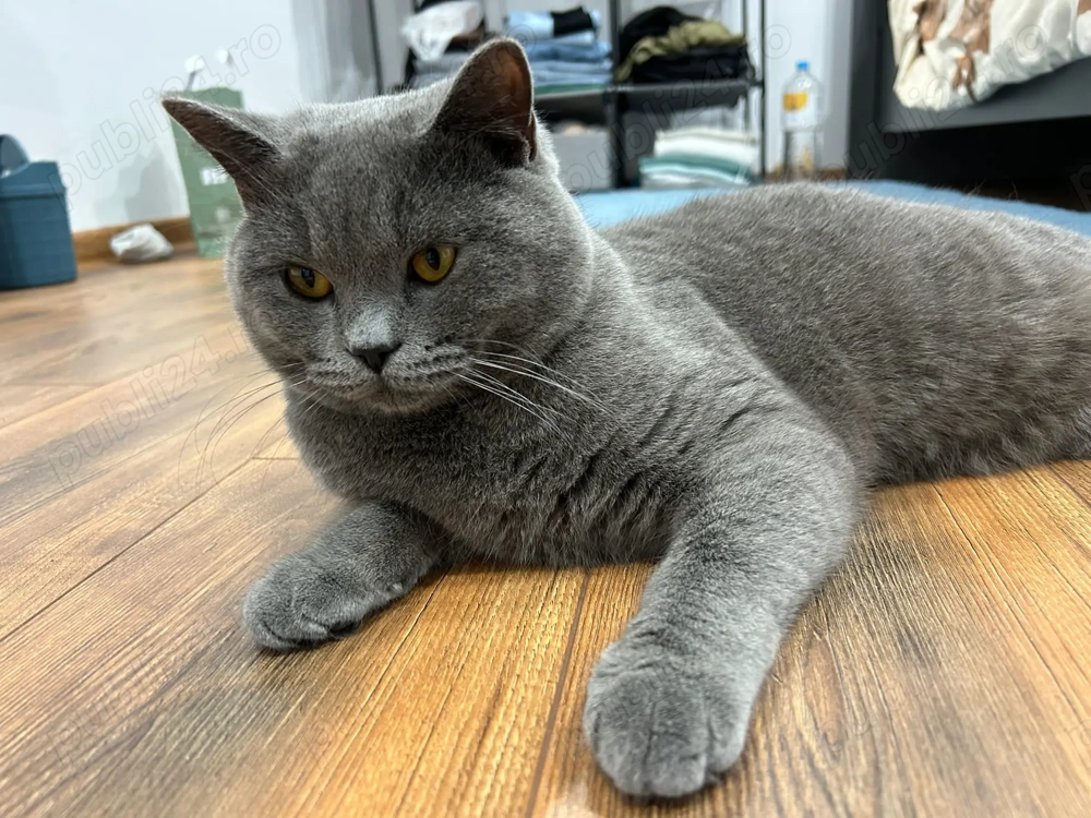 British shorthair pentru pisicute