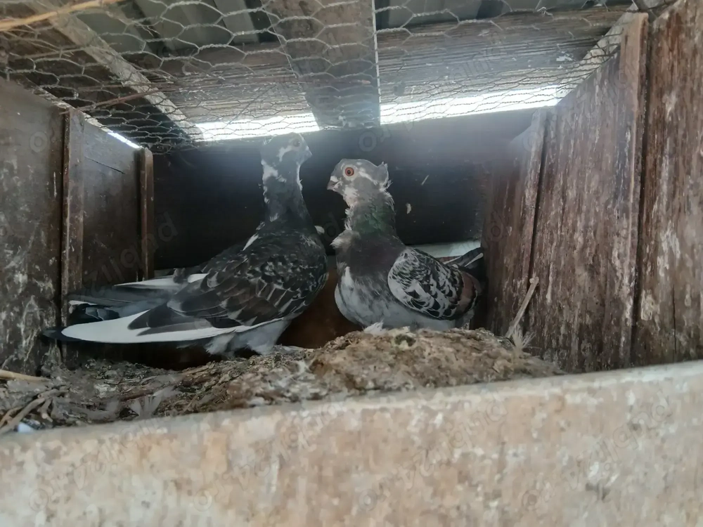 Vând porumbei satineti Vând porumbei satineti