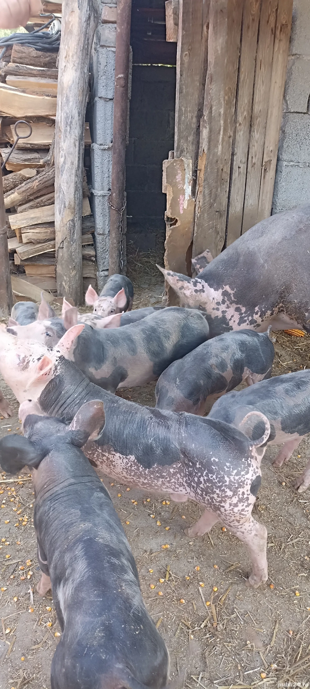 Purcei pietrain Purcei pietrain