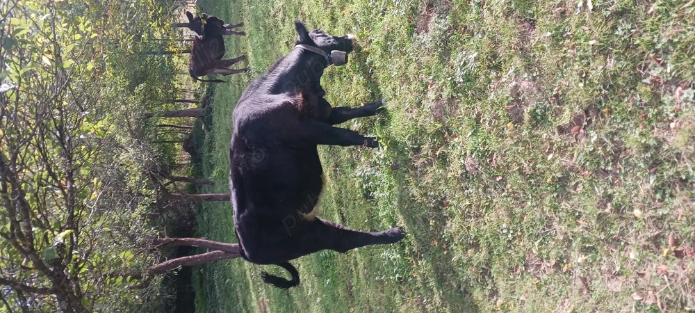 Vând  2 juninci Vând  2 juninci