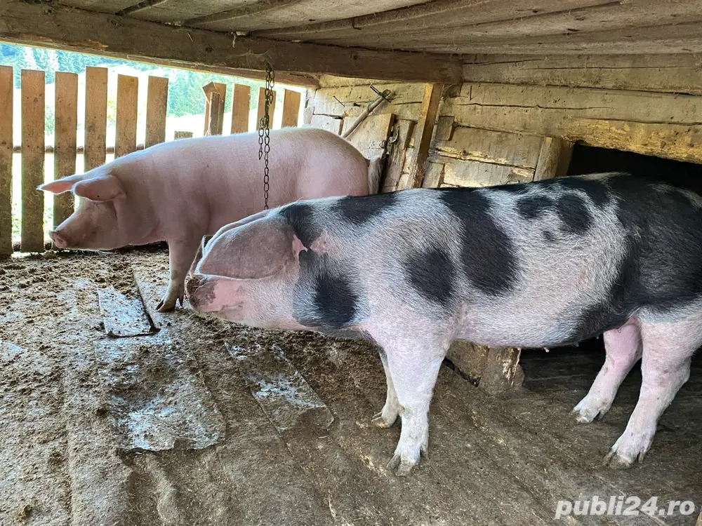 porci de vanzare 