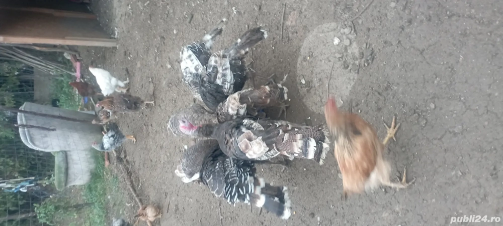 curci din primăvară 