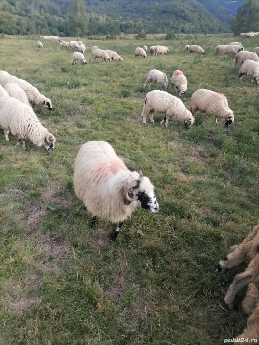 Vând 5 oi Vând 5 oi