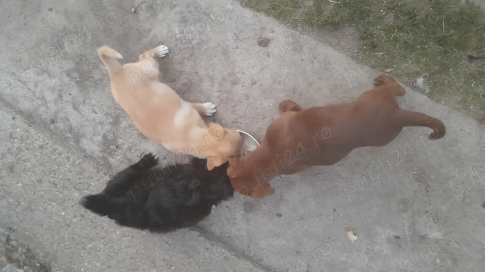 Donez căței pechinez  Donez căței pechinez