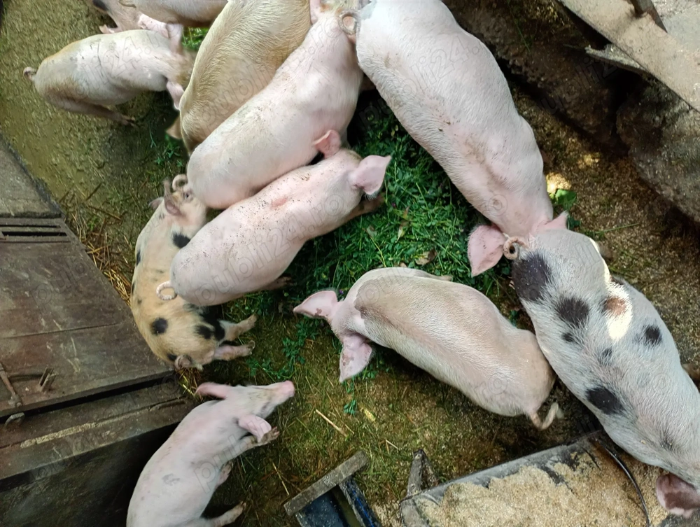 Purcei de vînzare Purcei de vînzare