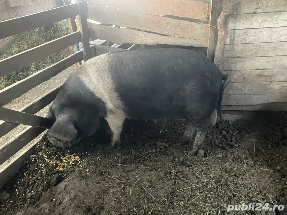 Porc Bazna  Porc Bazna