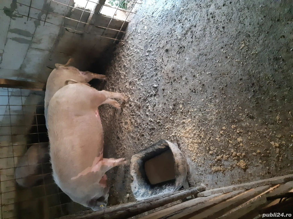 vand porcii  vand porcii