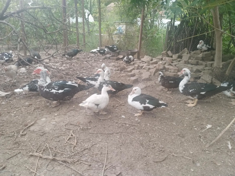 Vând rațe mute foarte frumoase Vând rațe mute foarte frumoase