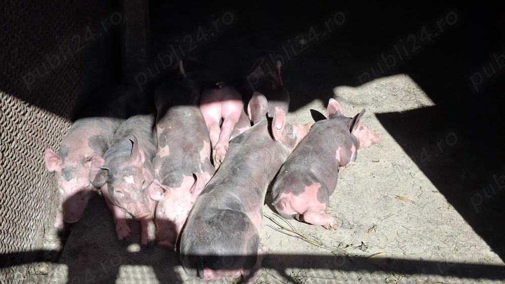 Vand purcei pietran Vand purcei pietran