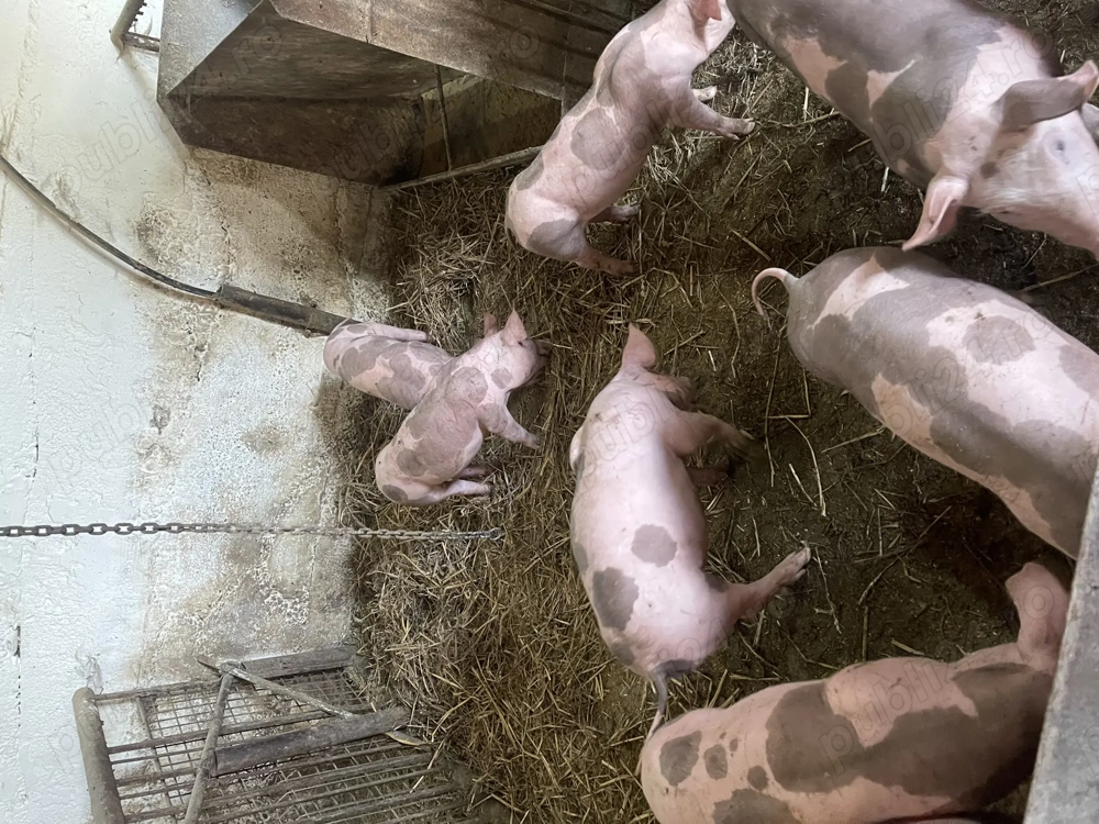 Purcei pietrain de vanzare